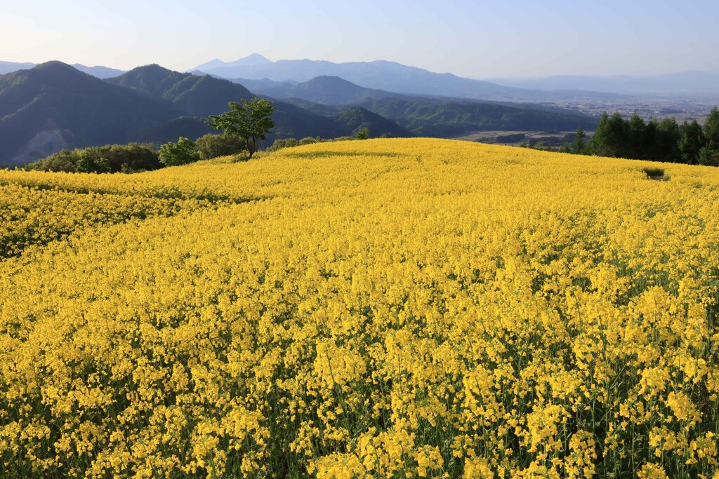 天空の菜の花畑