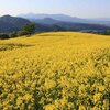 天空の菜の花畑