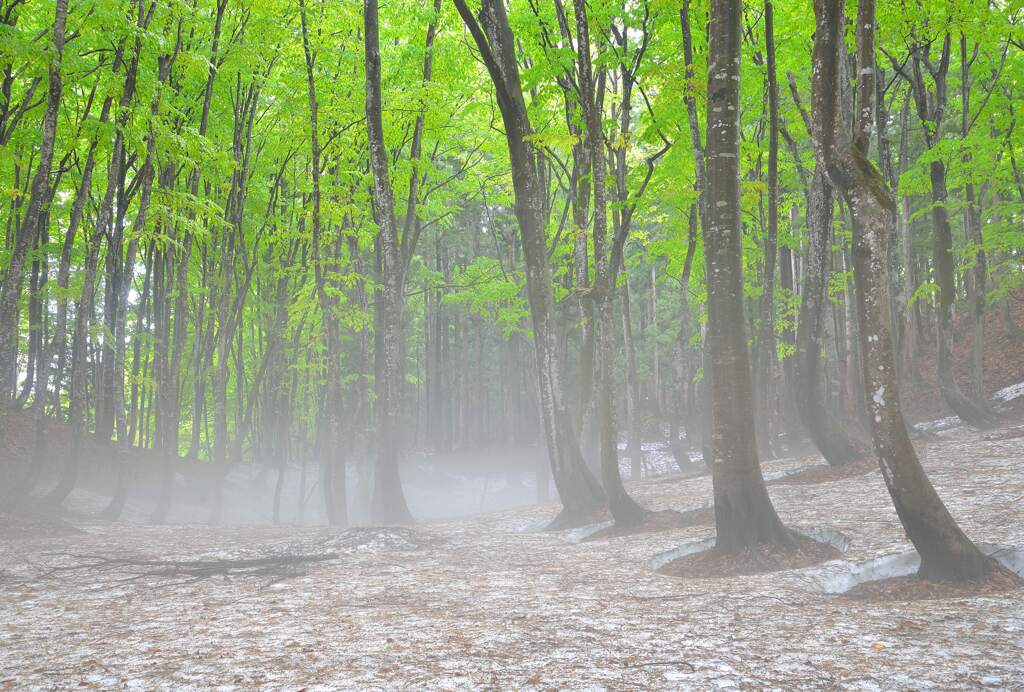 009 DSC_8603-auto1-standard03-上cut-color