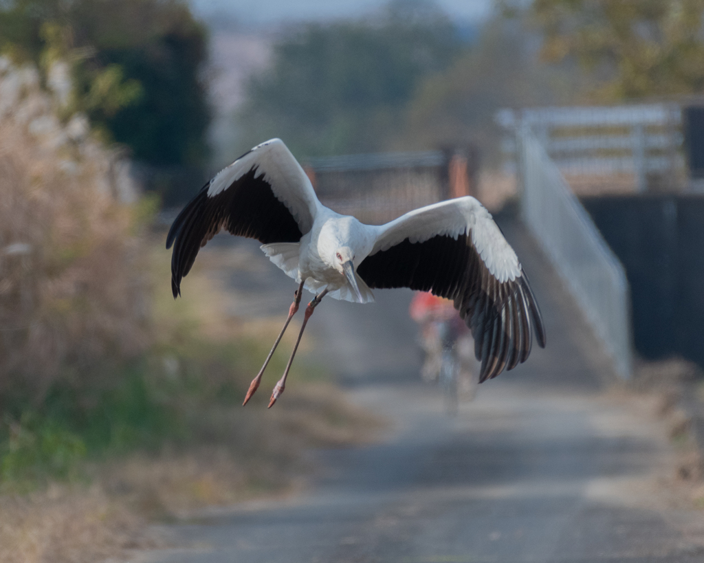 コウノトリと釣り人