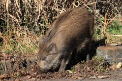 2023.12.13　仔イノシシ　土の中に食べ物がないか確認中