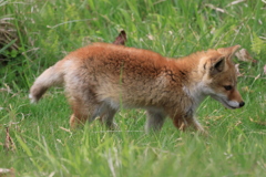 2023.5.28　野生のホンドキツネの子