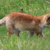 2023.5.28　野生のホンドキツネの子