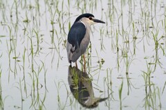 ゴイサギ≒田んぼのペンギン