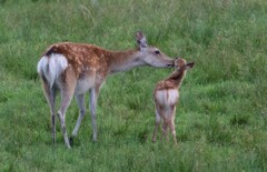 ニホンジカの母子