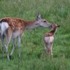 ニホンジカの母子