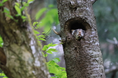 ムササビ　空を見上げて