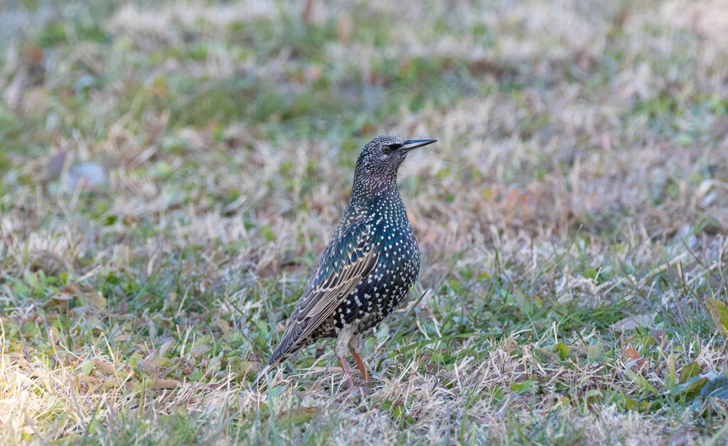 ホシムクドリ