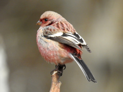0046 RSCN1882-pse