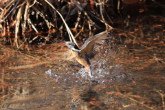 20250101-4G9A7298　カワセミ　井頭公園　トリミング1