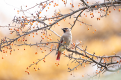 ヒレンジャクとズミの実
