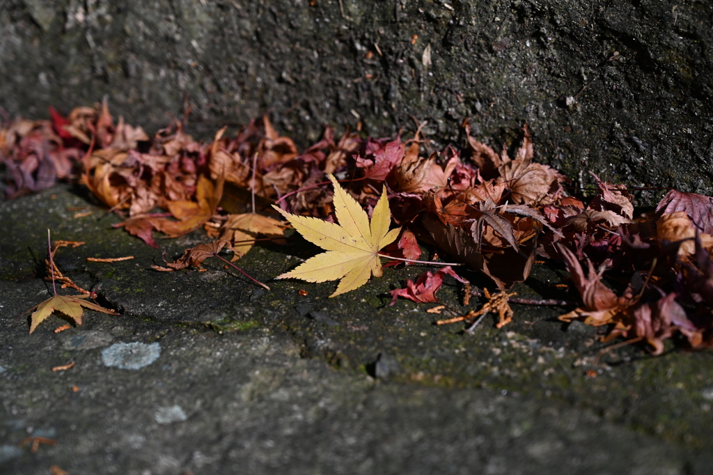 紅葉終焉