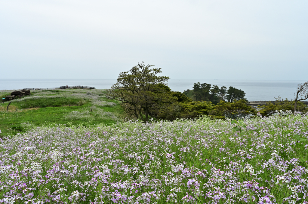 近場の大成古墳群で朝練してきました。霞む水平線