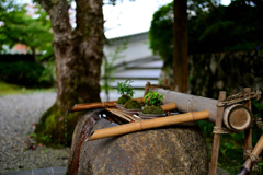 手水舎の苔玉