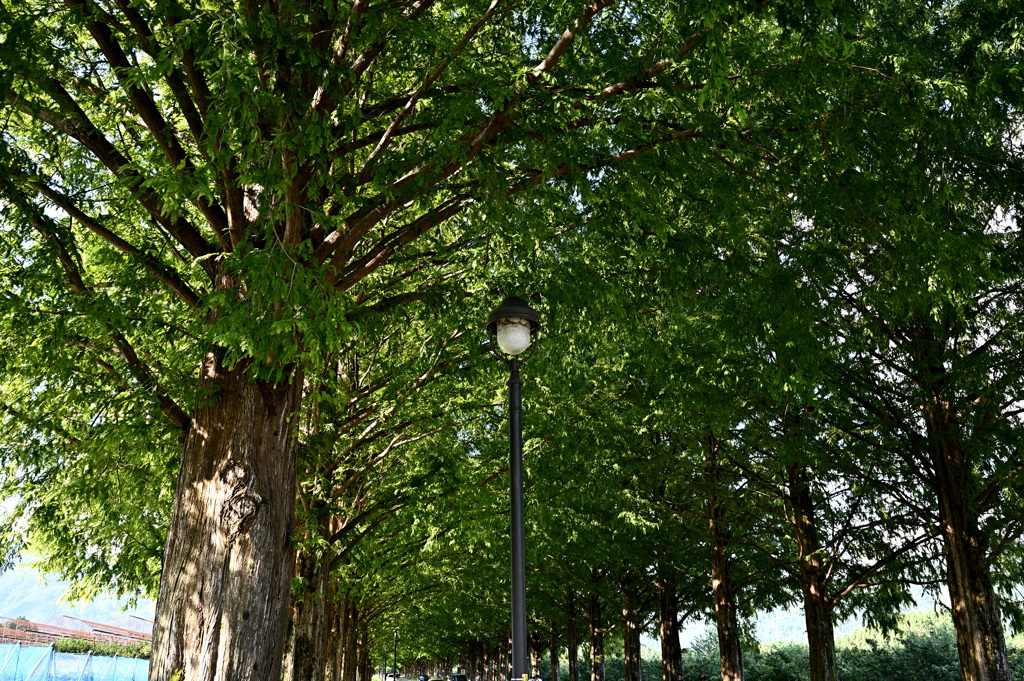 メタセコイア並木