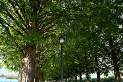 メタセコイア並木