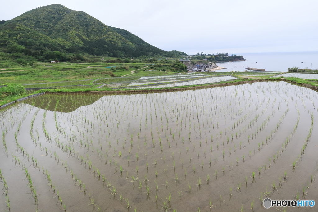 棚田の田植え②