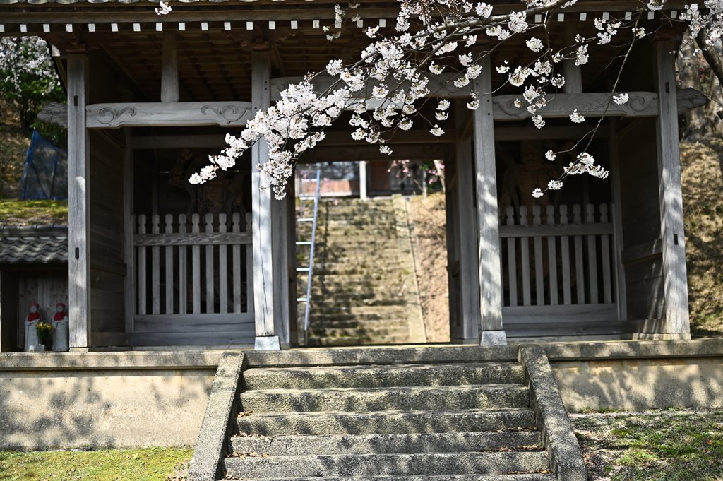 桜が お出迎え