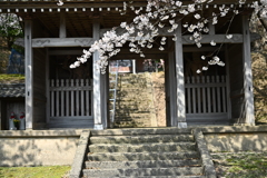桜が お出迎え