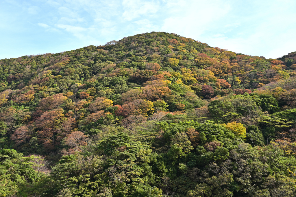 経ケ岬の紅葉②