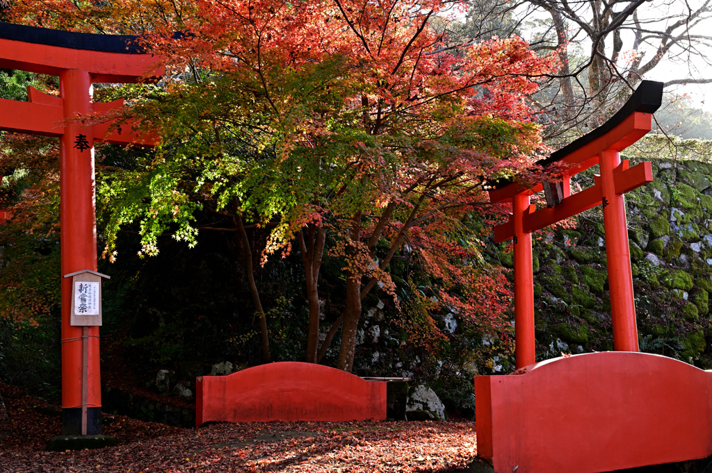 赤い鳥居に囲まれて