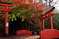 赤い鳥居に囲まれて