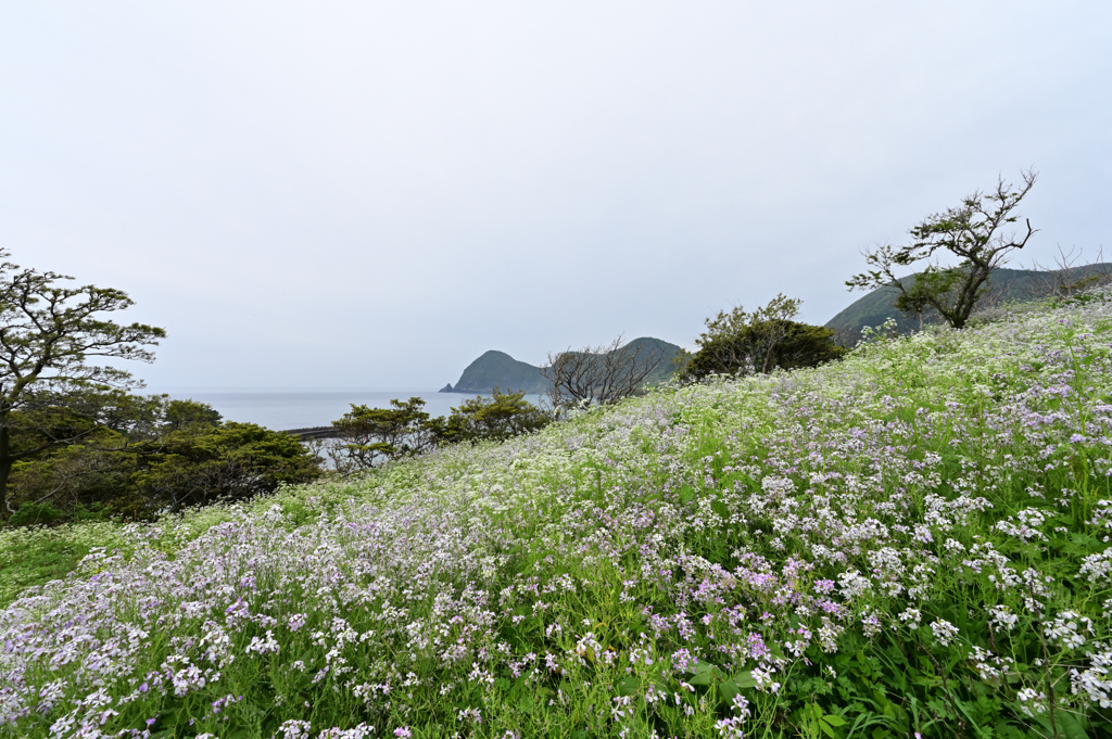 近場の大成古墳群で朝練してきました。遠くに犬ケ崎