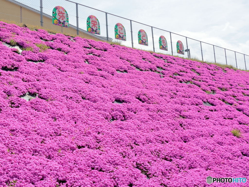 芝桜満開