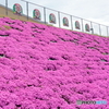 芝桜満開