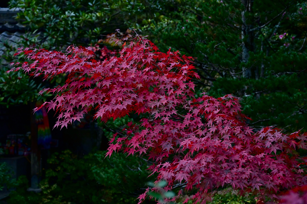 如意寺の紅葉③
