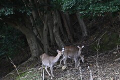 毛並みいいね