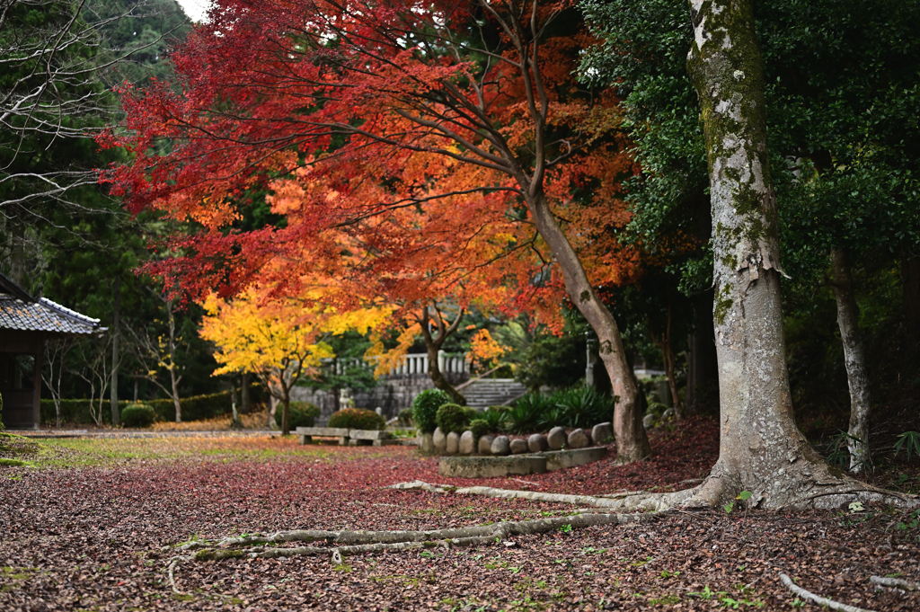 和江神社の紅葉③