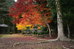 和江神社の紅葉③