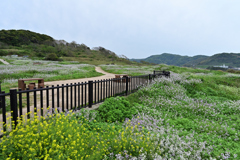 近場の大成古墳群で朝練してきました。遊歩道