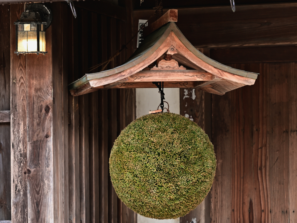 造り酒屋の杉玉