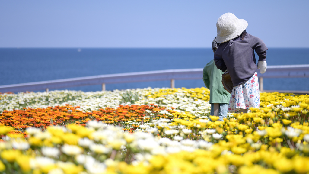 花畑から見下ろす海