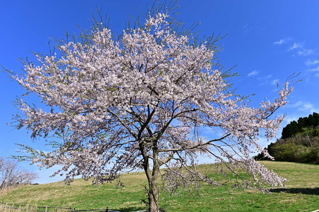 遅咲き桜