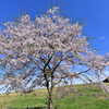 遅咲き桜