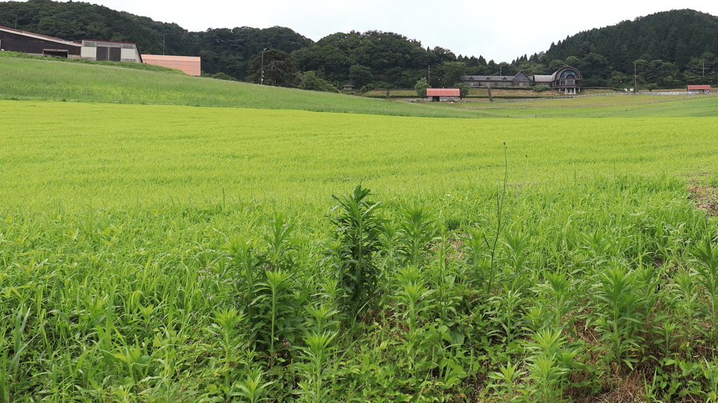 京都府「碇高原牧場」