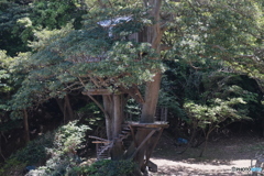 ツリーハウス③
