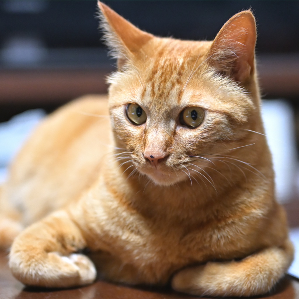 愛猫