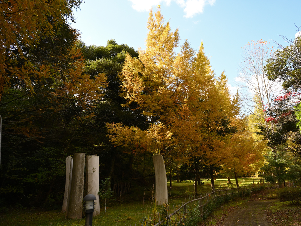 丹後王国の紅葉①