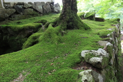 出石を散歩してきました。稲荷神社の苔が綺麗