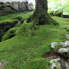 出石を散歩してきました。稲荷神社の苔が綺麗