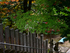 金刀比羅神社の秋　石段の紅葉