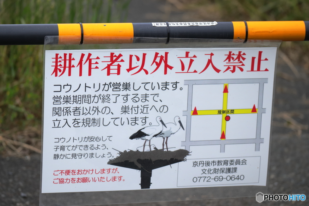 コウノトリのヒナ　大きくなってきました。①