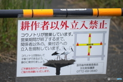 コウノトリのヒナ　大きくなってきました。①