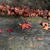 金峰神社　落葉