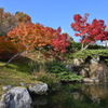 小町公園の紅葉②