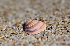 砂浜に貝殻